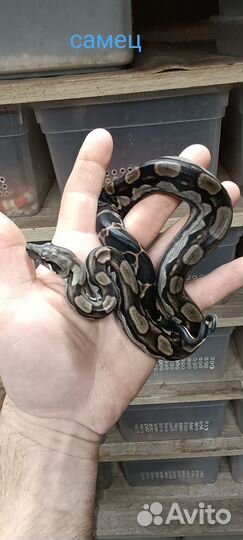 Императорский удав