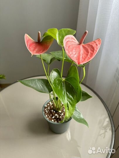 Антуриум Свит Дрим