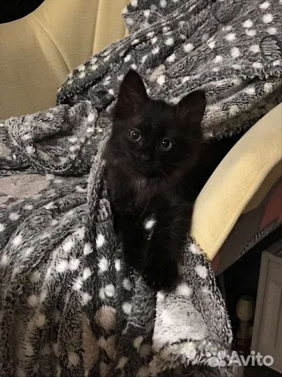 Котенок в добрые руки