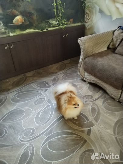 Померанский шпиц