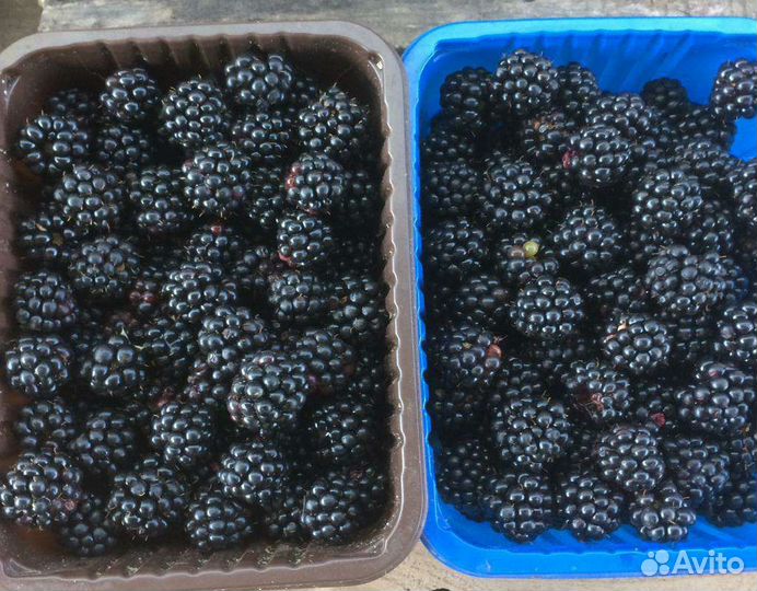 Саженцы ежевики ремонтантной