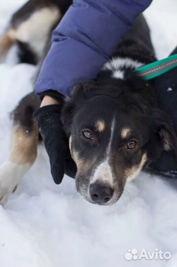 Собака Марта в добрые руки