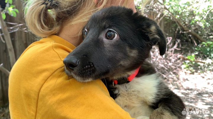 Щенок в добрые руки