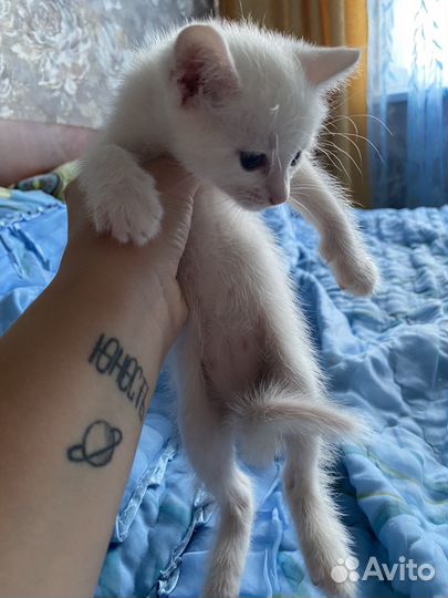 Кошечки в добрые руки