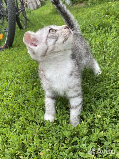 Шотландская вислоухая