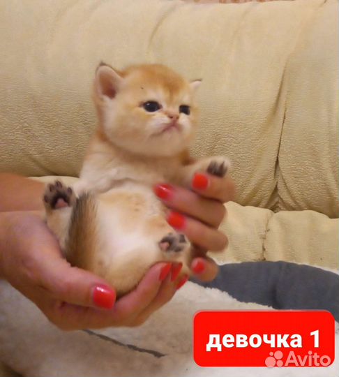 Британские золотые шиншиллы