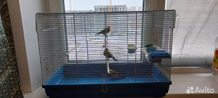 Птица щегол