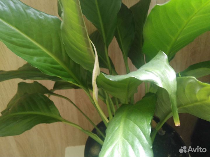 Спатифиллум