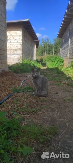 Девочка подросток ищет дом