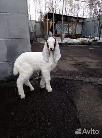 Продажа козлят камори - нубы