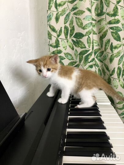 Отдам котенка