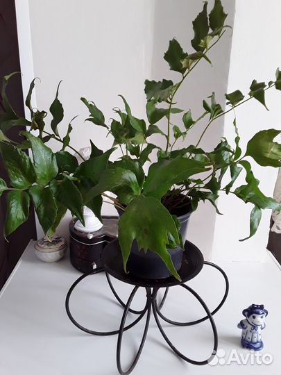 Комнатные цветы