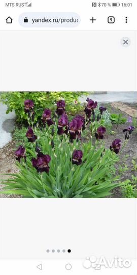 Ирисы бородатый. Ред Орхид. Саженцы