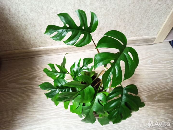 Рафидофора тетрасперма (Монстера минима)