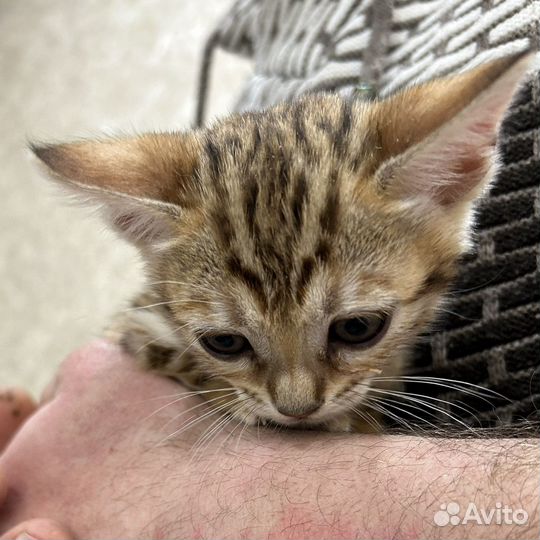 Бенгальский котенок девочка