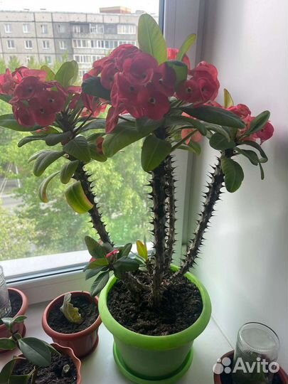 Молочай миля крупноцветковый красивый с горшком