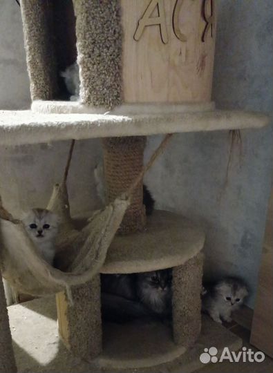 Шотландские котята