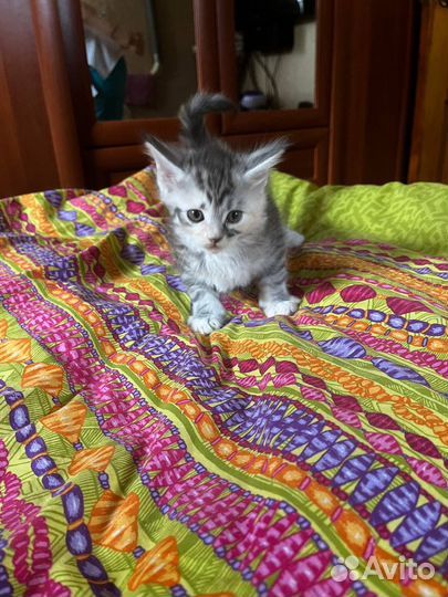 Котята мейн-кун