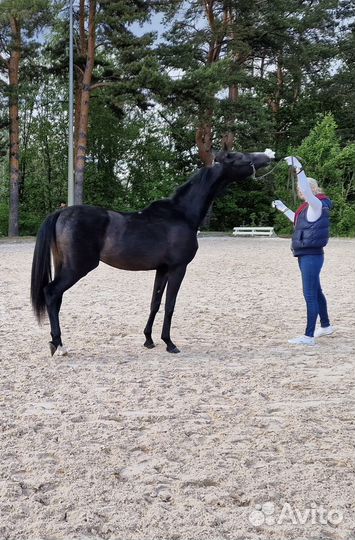 Арабский жеребец