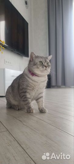 Шотландский кот вязка