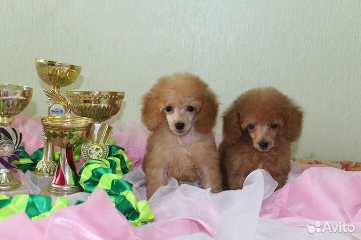 Той пудель-девочка и мальчик