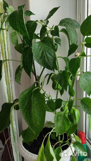 Саженцы сладкого перца