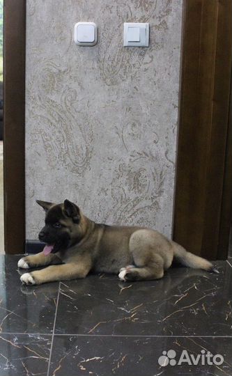 Американская акита.Красивые щенки