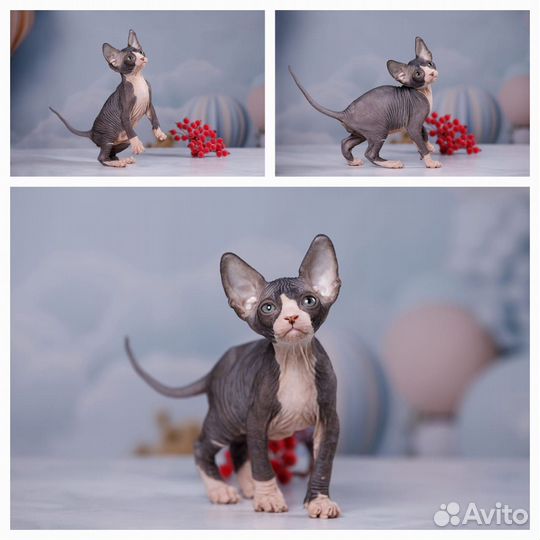 Канадский сфинкс, эльф, бамбино