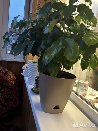 Комнатное растение