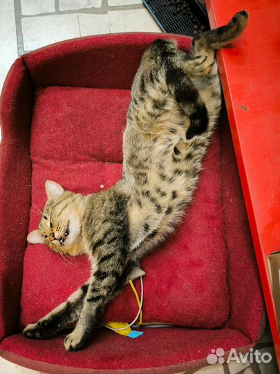 Кот Тихон в добрые руки