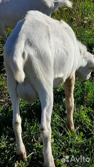 Козел на вязку