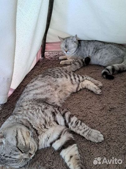 Британские котята
