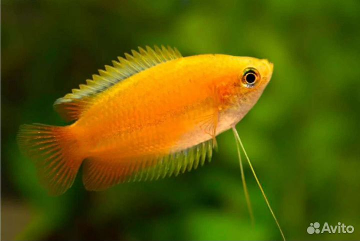 Гурами медовые желтые Аквариумные рыбки