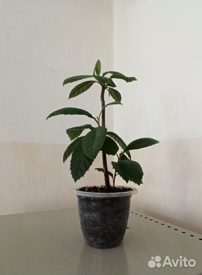 Комнатное растение мушмула