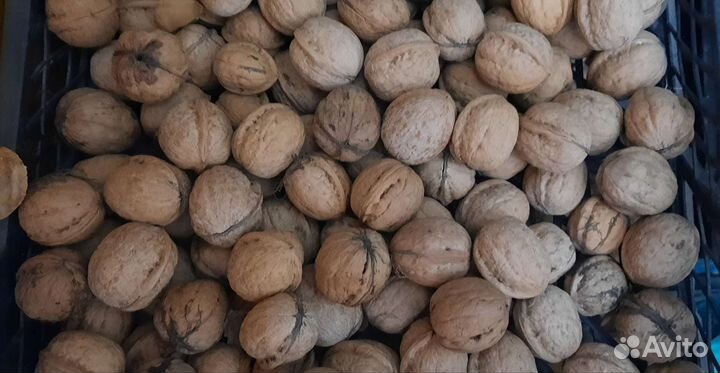 Орех грецкий