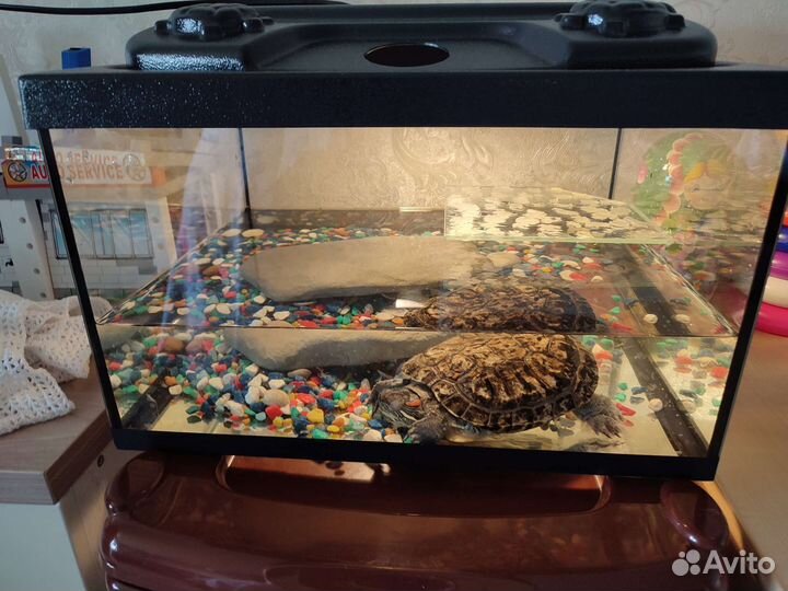 Террариум для красноухой черепахи