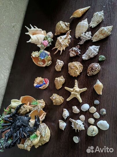 Морские ракушки раковины