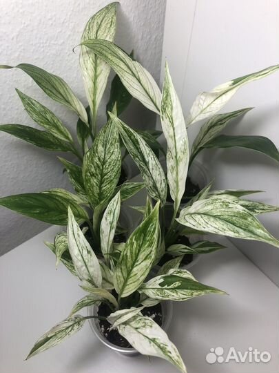 Спатифиллум Нью Ван