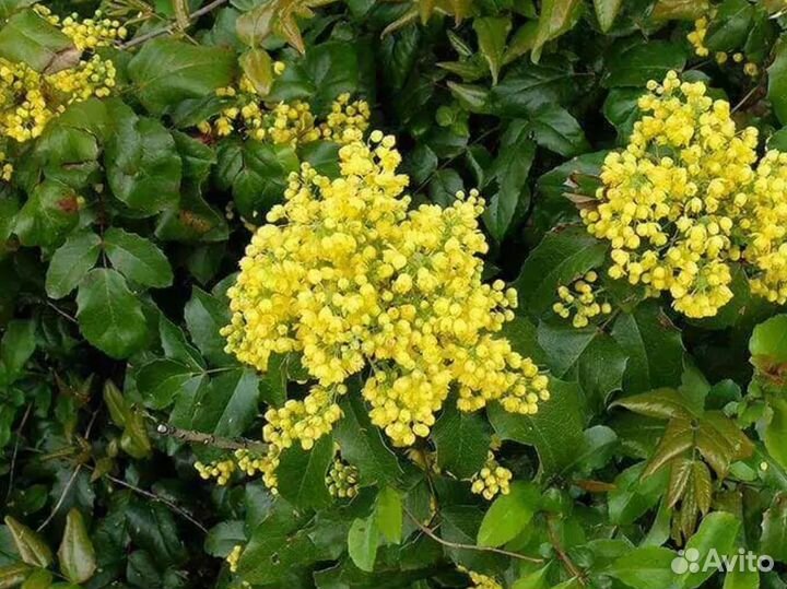 Магония падуболистная