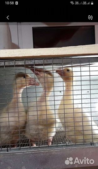 Гусята, индюшата, куры Брама и хохлатые, индоутята