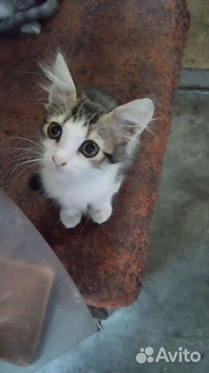 Кошки в добрые руки бесплатно