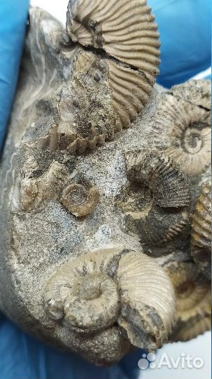 Окаменелости аммониты