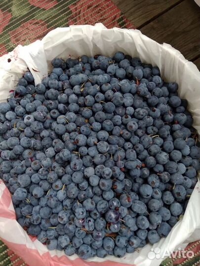 Продам голубику