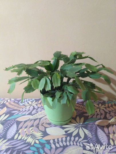 Алоэ,декабрист,филадендрон