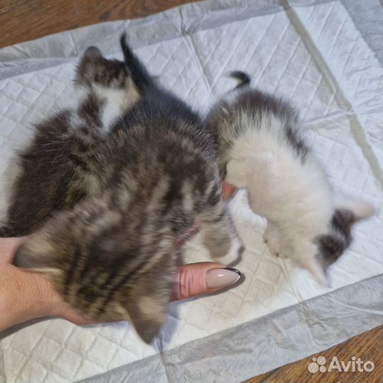 Котята отдам в добрые руки бесплатно