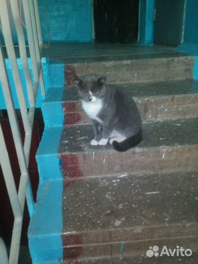 Котик бесплатно