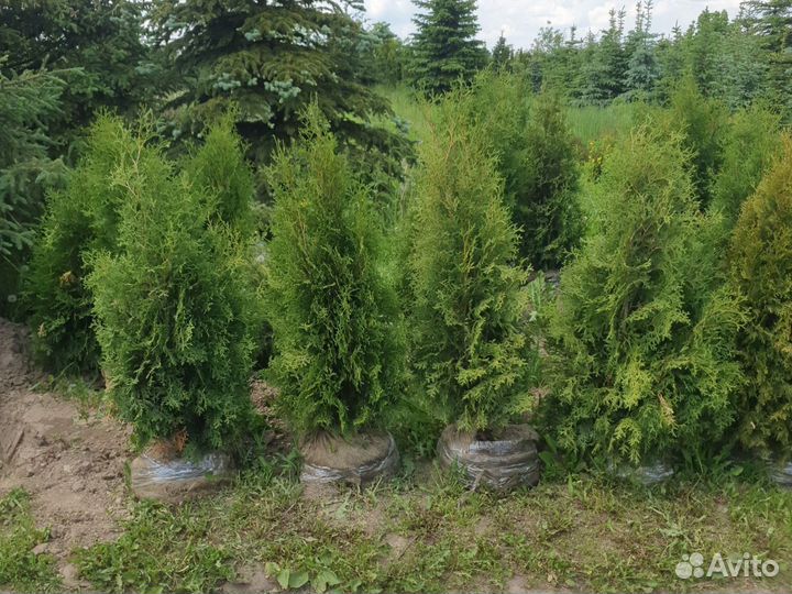 Туи смарагд, брабант,колумна