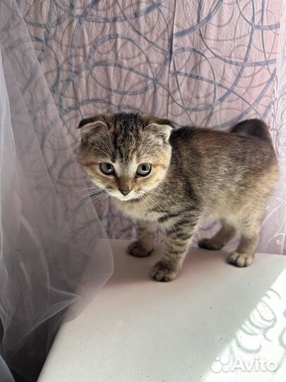 Отдам шотландского котенка