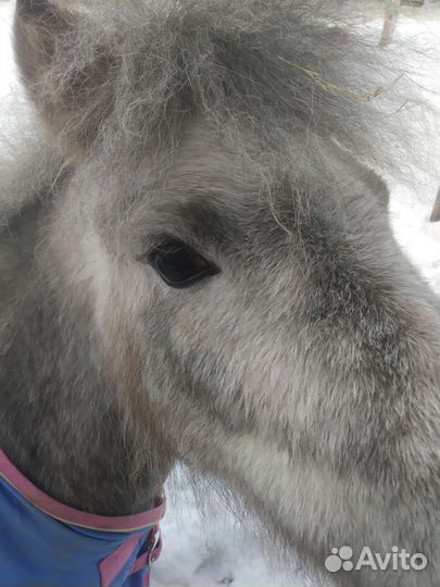 Навоз конский в мешках