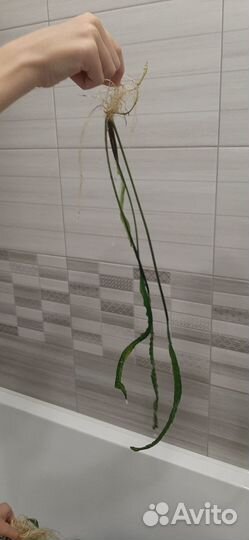 Криптокорина